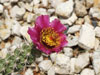 Cylindropuntia spinosior