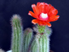 Corryocactus squarrosus