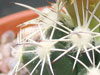 Coryphantha sulcata