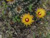 Coryphantha sulcata