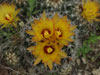 Coryphantha sulcata