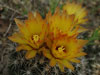 Coryphantha sulcata