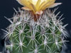 Coryphantha sulcata