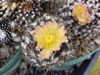 Copiapoa tenuissima