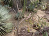 Cylindropuntia thurberi