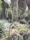 Cylindropuntia thurberi