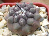 Copiapoa tocopillana