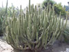 Cleistocactus tominensis