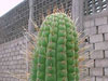 Cleistocactus tominensis