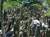 Cephalocereus apicicephalium