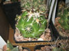 Coryphantha tripugionacantha