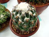 Coryphantha tripugionacantha