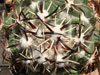 Coryphantha tripugionacantha