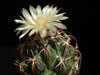 Coryphantha tripugionacantha