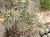 Cylindropuntia tunicata