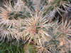 Cylindropuntia tunicata