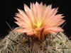 Coryphantha unicornis