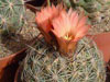 Coryphantha unicornis