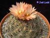 Coryphantha unicornis