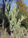 Cereus validus