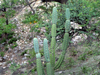 Cereus validus