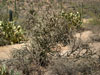 Cylindropuntia versicolor