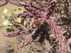 Cylindropuntia versicolor