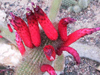 Cleistocactus vulpis-cauda