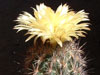 Coryphantha werdermannii