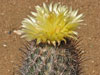 Coryphantha werdermannii