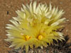 Coryphantha werdermannii