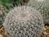 Coryphantha werdermannii