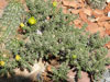 Cylindropuntia whipplei