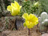 Cylindropuntia whipplei