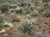 Cylindropuntia whipplei