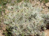 Cylindropuntia whipplei