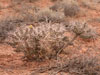 Cylindropuntia whipplei