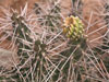 Cylindropuntia whipplei