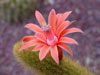 Cleistocactus winteri