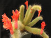 Cleistocactus winteri