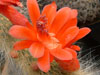 Cleistocactus winteri