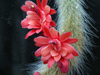 Cleistocactus winteri