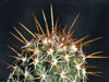 Coryphantha wohlschlageri