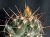 Coryphantha wohlschlageri