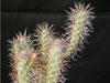 Cylindropuntia x fosbergii