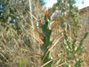 Cylindropuntia x tetracantha