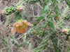 Cylindropuntia x viridiflora