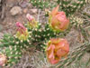 Cylindropuntia x viridiflora