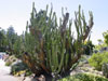 Cereus hildmannianus