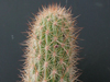 Cleistocactus xylorhizus